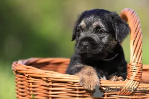 Photos supplémentaires: chiots border terrier