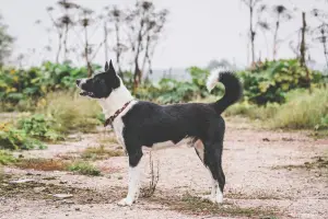 Photos supplémentaires: Nous recherchons un foyer pour une race mixte de husky russo-européen