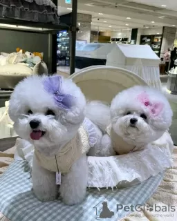 Photo №1. bichon à poil frisé - à vendre en ville de Sydney Olympic Park | 300€ | Annonce №71714