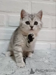 Photo №4. Je vais vendre british shorthair en ville de Irkoutsk. de la fourrière - prix - négocié