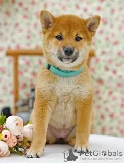 Photo №4. Je vais vendre shiba en ville de Москва. annonce privée - prix - négocié