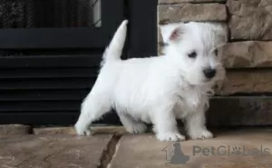 Photo №1. west highland white terrier - à vendre en ville de Železná Ruda | négocié | Annonce №96510