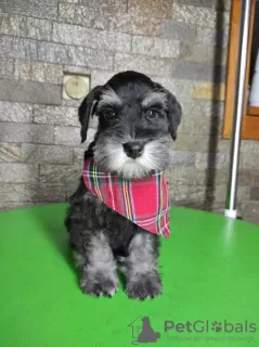 Photo №3. Chiots Schnauzer nain. Serbie