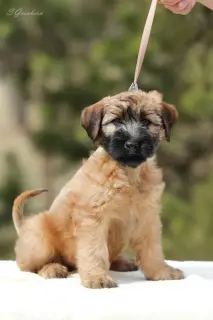 Photos supplémentaires: Chiots Wheaten Terrier irlandais à poil doux.