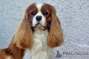 Photo №3. Chiots Cavalier Kings Charles Spaniel. Pologne