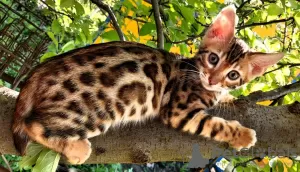 Photos supplémentaires: Chatons Bengal WCF