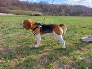 Photos supplémentaires: beagle