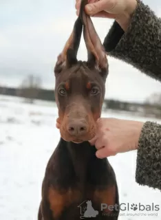 Photos supplémentaires: CHIOTS DOBERMANN FCI