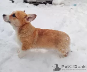 Photo №3. Pembroke Welsh Corgi. Ukraine