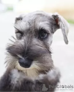 Photo №1. schnauzer miniature - à vendre en ville de Берлинген | 500€ | Annonce №99568