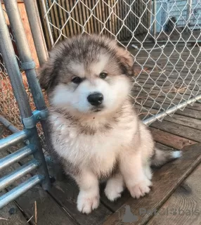 Photo №1. malamute de l'alaska - à vendre en ville de Sydney | négocié | Annonce №131247