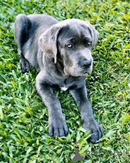 Photo №1. cane corso - à vendre en ville de Sofia | 320€ | Annonce №78621