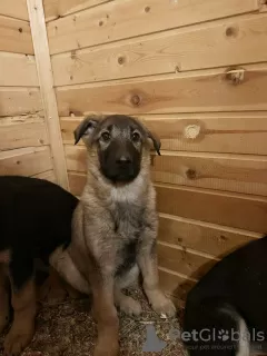 Photos supplémentaires: Les petits chiots se retrouvent sans foyer et recherchent des parents ! SOS!