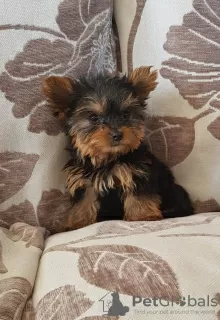 Photo №2 de l'annonce № 11141 de la vente yorkshire terrier - acheter à Slovaquie annonce privée