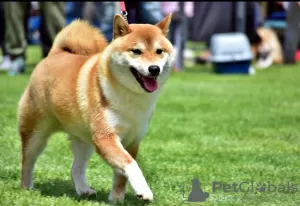 Photos supplémentaires: Chiots Shiba Inu à vendre