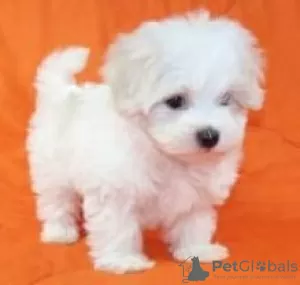 Photo №1. bichon maltais - à vendre en ville de Jena | 350€ | Annonce №103853