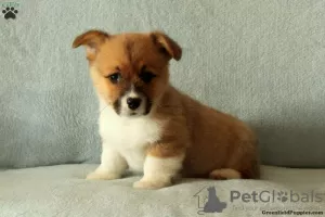 Photo №2 de l'annonce № 63548 de la vente welsh corgi - acheter à Grèce 