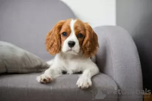 Photo №1. cavalier king charles spaniel - à vendre en ville de Dushanbe | négocié | Annonce №49964