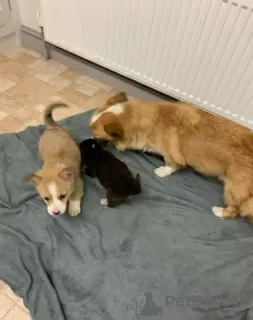 Photos supplémentaires: Adorables chiots Welsh Corgi prêts à rejoindre leur nouvelle maison pour