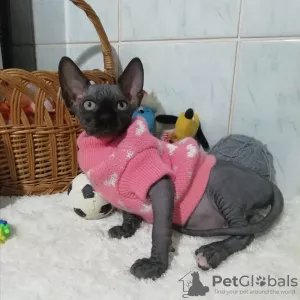 Photo №1. sphynx - à vendre en ville de Minsk | 500€ | Annonce № 8062