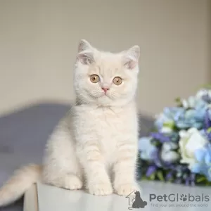 Photo №2 de l'annonce № 98348 de la vente british shorthair - acheter à Serbie 