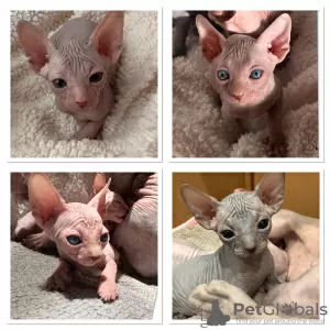 Photo №1. sphynx - à vendre en ville de Sacramento | Gratuit | Annonce № 114176