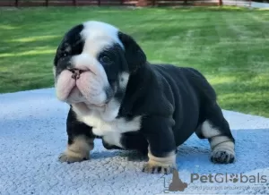 Photo №1. bulldog anglais - à vendre en ville de Poznan | 400€ | Annonce №126648