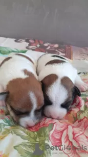 Photos supplémentaires: Jack Russell garçon rouge et blanc et fille tricolore