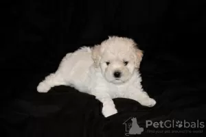 Photos supplémentaires: Chiots bichon frisé à vendre