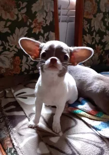 Photo №1. chihuahua - à vendre en ville de Odessa | 800€ | Annonce №6098