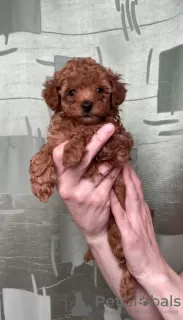 Photos supplémentaires: Caniche jouet mini chiots Rouge-Brun à vendre