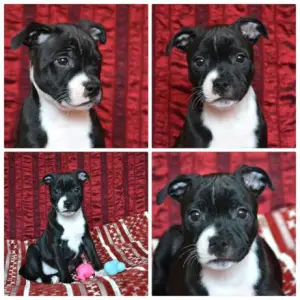 Photo №4. Je vais vendre staffordshire bull terrier en ville de Odessa. éleveur - prix - 461€