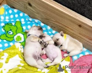 Photo №1. bouledogue - à vendre en ville de Wuppertal | négocié | Annonce №64579