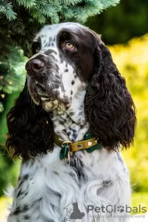 Photos supplémentaires: Chiots Épagneul Springer Anglais