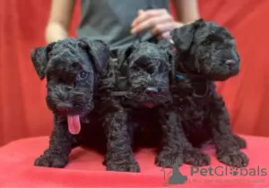 Photo №3. Chiots Kerry Blue Terrier. Biélorussie