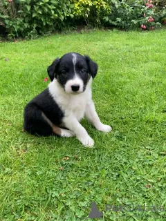 Photo №3. Chiots border collie purs. Australie