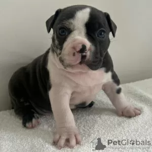 Photo №1. american bully - à vendre en ville de Kuwait City | négocié | Annonce №132253