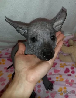 Photos supplémentaires: Chiot Xoloitzcuintle