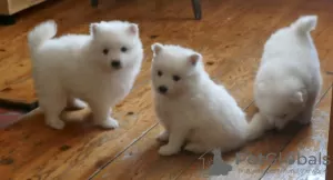 Photo №3. chiots spitz japonais. Lituanie