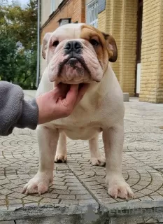 Photo №1. bulldog anglais - à vendre en ville de Sumy | 1000€ | Annonce №10940