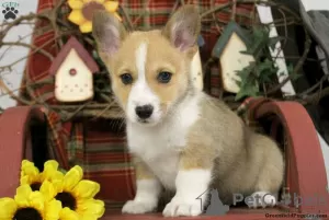 Photo №2 de l'annonce № 63550 de la vente welsh corgi - acheter à Grèce 