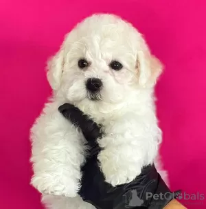 Photo №4. Je vais vendre bichon à poil frisé en ville de Tel Aviv. de la fourrière, éleveur - prix - 2959€