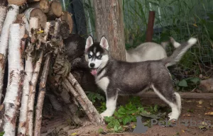 Photo №1. husky de sibérie - à vendre en ville de Smolensk | 296€ | Annonce №7312