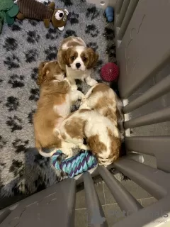 Photo №1. cavalier king charles spaniel - à vendre en ville de Sacramento | 208€ | Annonce №64142