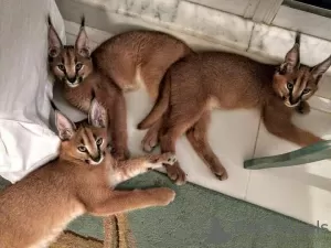 Photos supplémentaires: Chatons Caracal et Serval disponibles