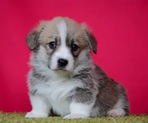 Photo №2 de l'annonce № 1743 de la vente welsh corgi - acheter à Fédération de Russie annonce privée