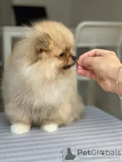 Photos supplémentaires: Spitz miniature de Poméranie (Ruda Suia)