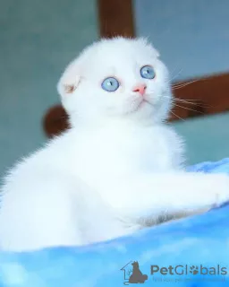 Photos supplémentaires: Garçon scottish fold aux yeux bleus