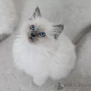 Photo №4. Je vais vendre ragdoll en ville de Sydney. éleveur - prix - Gratuit