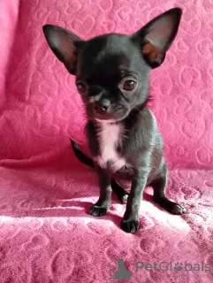 Photo №1. chihuahua - à vendre en ville de Minsk | négocié | Annonce №90468